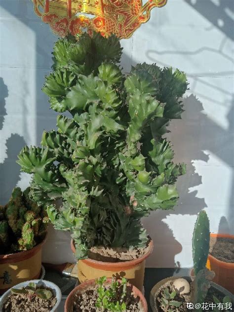 玉麒麟 植物|花叶玉麒麟 Euphorbia neriifolia cv. Crest Variegata